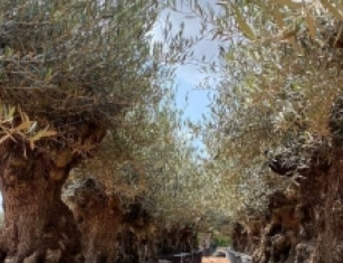 Olivos, los árboles de nuestra cultura
